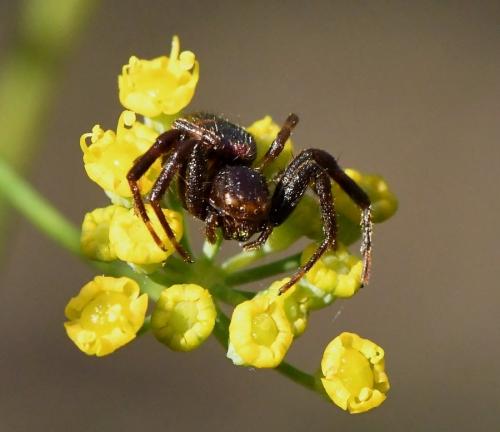 Réf. 216 461 : Synema globosum